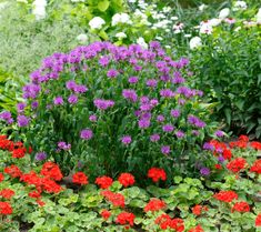 many different colored flowers in a garden