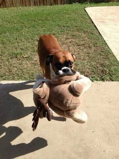 a brown and white dog carrying a stuffed animal in it's mouth on concrete