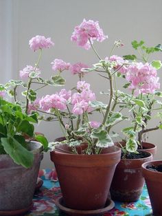 there are many potted plants on the table