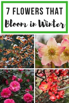 flowers that bloom in winter with text overlay