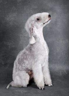 a white poodle sitting in front of a gray background