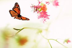 an orange butterfly flying over pink flowers on a white and green background with blurry edges