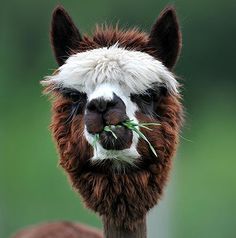 an alpaca eating grass in its mouth