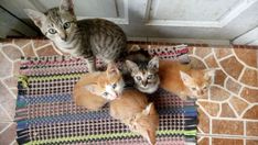 four kittens are sitting on the floor looking up at the camera man's eye