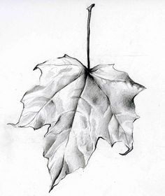 a pencil drawing of a leaf