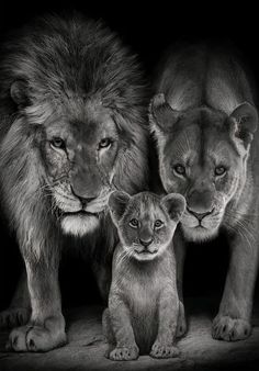 three lions standing next to each other on a black background