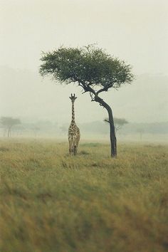 a giraffe standing next to a tree on a lush green field in the fog