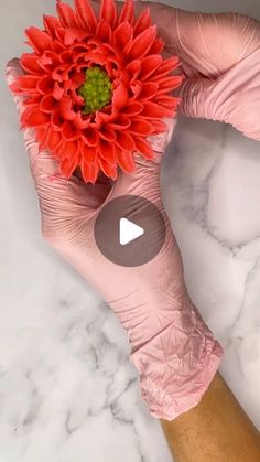 a person in pink gloves holding a red flower on top of a white marble counter