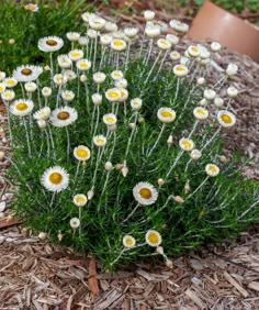 a bunch of flowers that are in the dirt