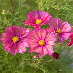 three pink flowers with yellow center surrounded by greenery