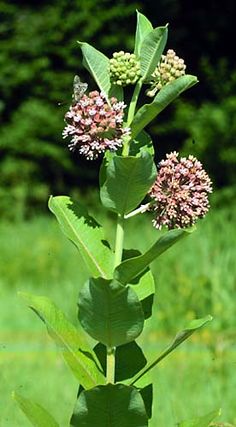 a close up of a plant with leaves and flowers in the foreground, on a green background