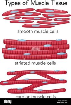 different types of muscle tissue and their functions in the body, with text on each side