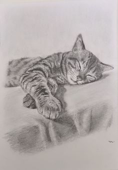 a pencil drawing of a cat laying down