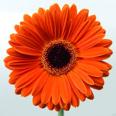 an orange flower with a black center surrounded by other flowers in the back ground and sky