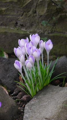 purple and white flowers are growing out of the ground next to some rocks on the ground