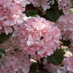 pink flowers are blooming in the garden