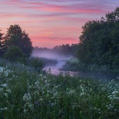 the sun is setting over some trees and flowers in the foggy field by the river