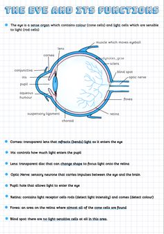 the eye and its functions info sheet for students to use on their own school projects