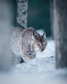 a lynx walking in the snow near some trees