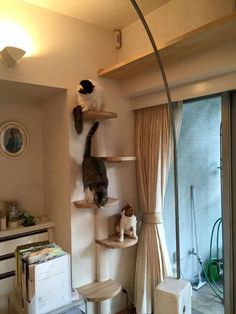 two cats sitting on top of shelves in a living room