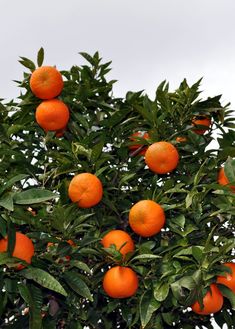 an orange tree filled with ripe oranges on top of it's green leaves