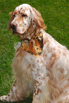 a brown and white dog sitting on top of a lush green field