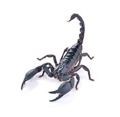 a black scorpion on white background with clippings to the side and bottom part