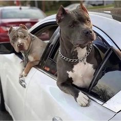 two dogs hanging out the window of a car