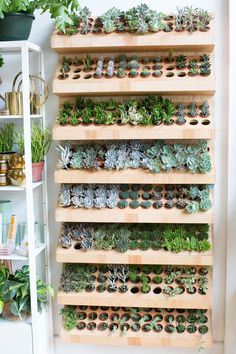 a shelf filled with lots of succulents on top of wooden shelves next to plants