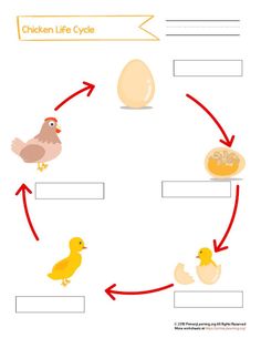 the life cycle of a chicken