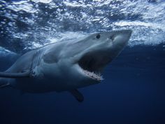 a great white shark with its mouth open in the water