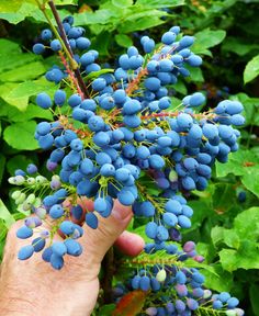 a hand is holding blue berries in front of green leaves