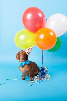 a dachshund dog wearing a party hat with balloons