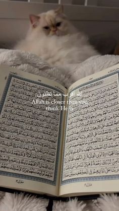 a cat is laying down and looking at an open book with arabic writing on it