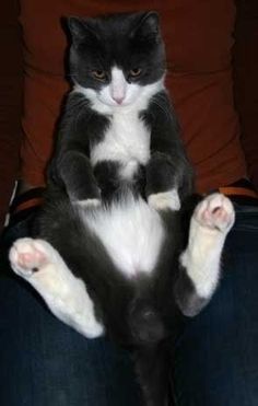 a black and white cat sitting on someone's lap