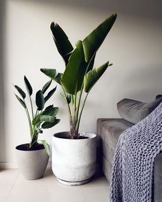 three potted plants sitting on top of a white floor next to a couch in a living room