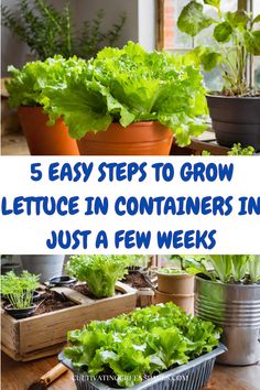 lettuce growing in containers with text overlay that reads 5 easy steps to grow lettuce in containers in just a few weeks