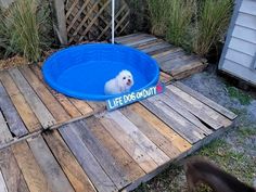 a small white dog sitting in a blue swimming pool on top of wooden pallets