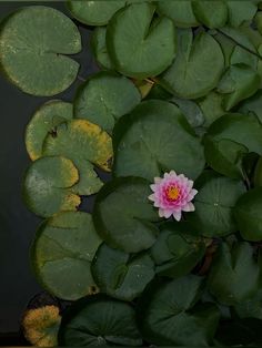 a pink and white flower sitting on top of water lilies in a pond with green leaves