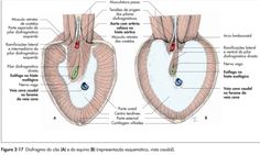 the muscles are labeled in this diagram