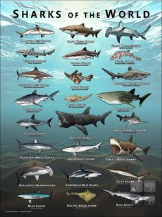 the sharks of the world are shown in this poster, which shows them's different species