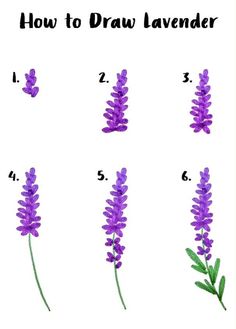 how to draw lavender flowers step by step with pictures and instructions for each flower in order