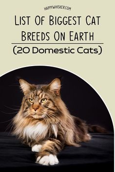 List Of Biggest Cat Breeds On Earth (20 Domestic Cats) Big Domestic Cats, Large Cats Domestic, Biggest Cat Breeds, Big Domestic Cat Breeds, Cat Breeds Chart Pictures, Long Hair Cats Breeds