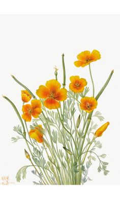 an image of orange flowers on a white background