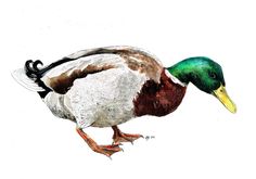 a drawing of a duck standing on its hind legs