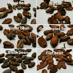 four pictures showing different types of beans on a white surface, with the names and description below them