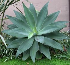 a large green plant sitting on top of a lush green grass covered ground next to a building