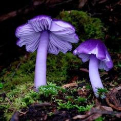 two purple mushrooms are sitting on the ground