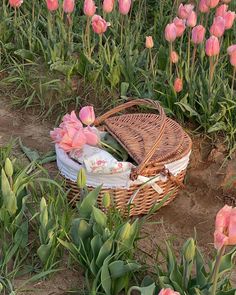 A boquete of ponk tulips in a basket tulips in a basket

#tulips #basket #spring #flowers #flowerpicking #bows #bow #pink #pinkaesthetictheme Flower Basket Aesthetic, Ambiance Aesthetic, Pink Tulip Bouquet, Basket Aesthetic, Tulip Basket, Tulips Aesthetic, Tulips Pink, Basket Flowers, Tulip Garden