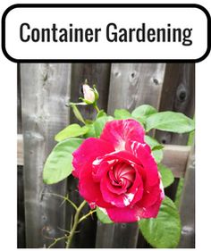 a pink rose with green leaves in front of a wooden fence that says container gardening